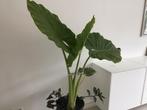 Alokasia, Huis en Inrichting, Kamerplanten, Ophalen, Halfschaduw, Minder dan 100 cm