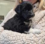 Bordoodle pups (F1) te koop!, Dieren en Toebehoren, 8 tot 15 weken, Parvo, Meerdere, Meerdere dieren