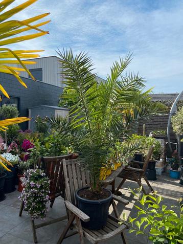Mooie grote Phoenix canariensis palmboom in een ruime pot!! beschikbaar voor biedingen