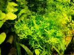 Aquariumplanten 2 x javavaren vaste prijs € 10,-, Dieren en Toebehoren, Ophalen, Zo goed als nieuw, Plant(en), Steen of Hout