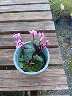 Actie cyclamen, Ophalen of Verzenden, Overige soorten, Volle zon