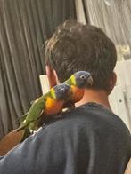 (Nog 1) 2 prachtige tamme jonge lories van de blauwe bergen, Dieren en Toebehoren, Vogels | Parkieten en Papegaaien, Meerdere dieren