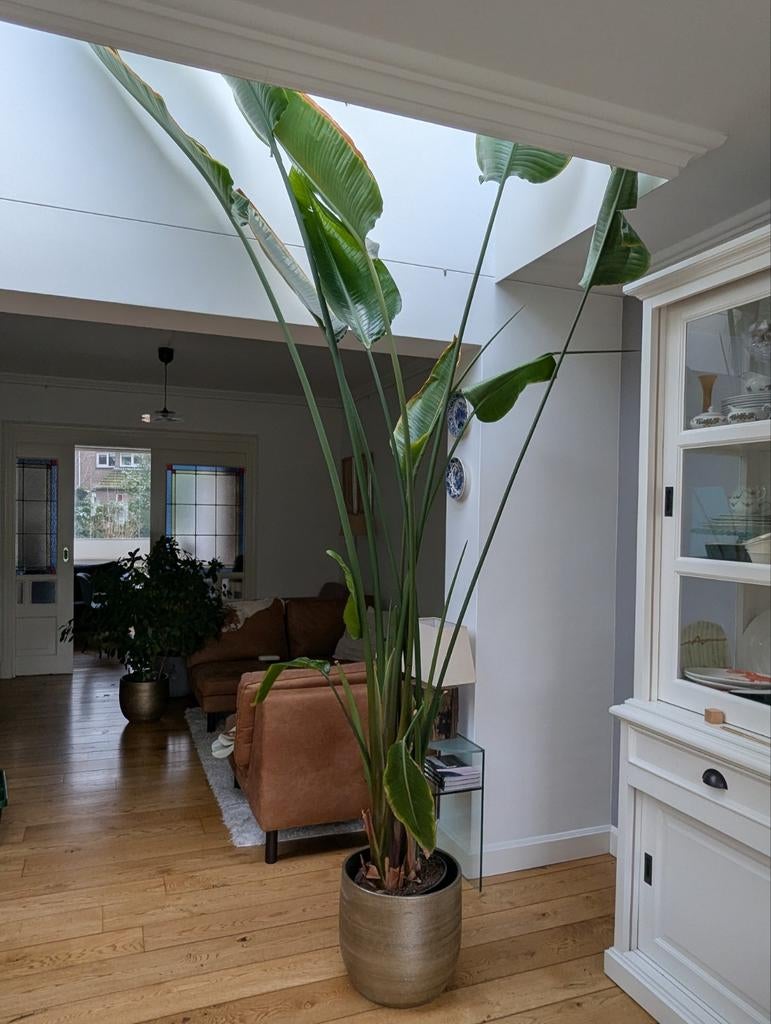 Hele grote Strelitzia, Ophalen, Halfschaduw, 200 cm of meer