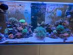 Red See Reefer 425xl Zeeaquarium, Dieren en Toebehoren, Ophalen, Zo goed als nieuw, Gevuld zeewateraquarium