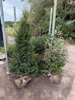 Taxus bomen mooi vol hoog 150cm goede kluit 2 types, Ophalen, Taxus, Haag, 100 tot 250 cm