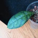 hoya callistophylla stek nr 101, Ophalen of Verzenden, Overige soorten, Minder dan 100 cm