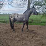 Ter dekking Barokke/luxe Friese Hengsten/Apaloosa hengst, Dieren en Toebehoren, Paarden en Pony's | Dekhengsten en Fokmerries