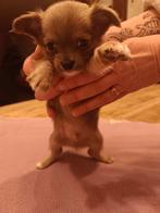 Chihuahua pups, Rabiës (hondsdolheid), 8 tot 15 weken, Meerdere, Meerdere dieren