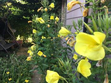 Teunisbloem. Voor nachtvlinders!! gifvrij & duurzaam geteeld beschikbaar voor biedingen