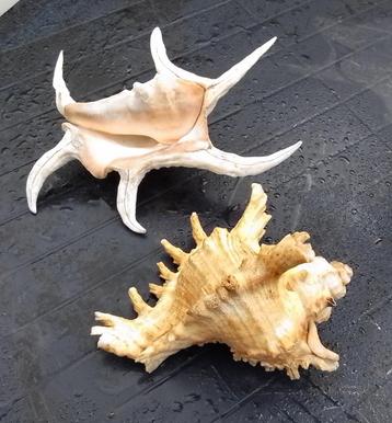 Lambis Chiragra & Murex Ramosus Endiva in een koop.  beschikbaar voor biedingen