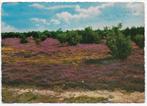 Eerbeek heide gelopen Ansichtkaart (B2821 ), Ophalen of Verzenden, 1980 tot heden, Gelopen