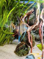 Koppel Peru Altums wildvang, Dieren en Toebehoren, Vissen | Aquariumvissen