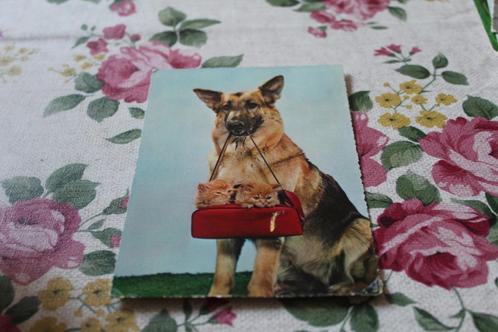 Honden Postkaart - 2 Kitten in tas gehouden van Herdershond, Verzamelen, Ansichtkaarten | Dieren, Gelopen, 1960 tot 1980, Hond of Kat