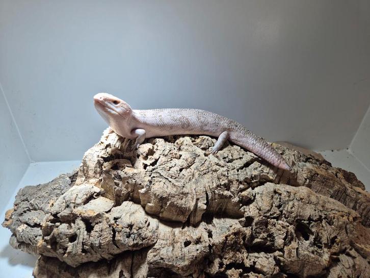 Tiliqua scincoides chimaera