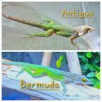 Anolis leachii koppel, Hagedis, 0 tot 2 jaar