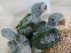 Alexanderparkieten, Dieren en Toebehoren, Vogels | Parkieten en Papegaaien, Papegaai, Geringd