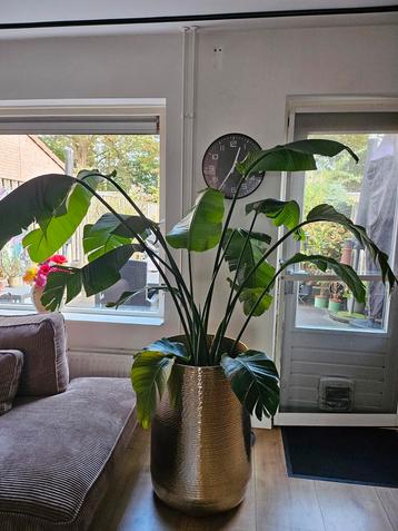 XXL Strelitzia Paradijsvogel met Watermeter beschikbaar voor biedingen