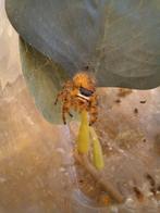Springspinnen Phidippus Otiosus L5, Dieren en Toebehoren, Spin of Schorpioen