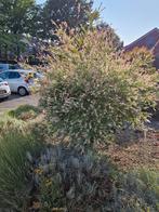 Een mooi salix integra, Tuin en Terras, Planten | Bomen, Ophalen, Halfschaduw, Overige soorten