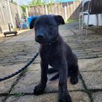 Herder hond, Dieren en Toebehoren, 8 tot 15 weken, Teef, Eén hond, Nederland