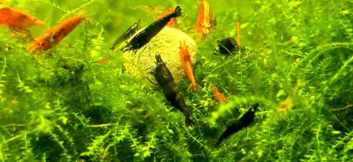 Prachtige mix Neocaridina garnalen – rood & blauw (30 st.), Dieren en Toebehoren, Vissen | Aquariumvissen, Zoetwatervis, Kreeft, Krab of Garnaal