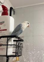 2 Superlieve handtamme agapornissen MET KOOI en benodigheden, Dieren en Toebehoren, Vogels | Duiven, Mannelijk, Overige soorten