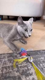 Katten Speelgoed Jachtsimulator, Dieren en Toebehoren, Katten-accessoires, Verzenden, Nieuw