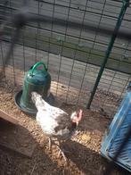 Haantje, Dieren en Toebehoren, Pluimvee, Mannelijk, Kip
