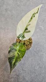 Alocasia Regal Shield Albo Variegata, Ophalen of Verzenden, Halfschaduw, Minder dan 100 cm