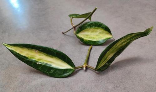 Hoya stekken! Latifolia Pot of Gold,
Polyneura, Campanulata, Huis en Inrichting, Kamerplanten, Overige soorten, Minder dan 100 cm