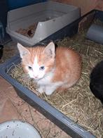 Lieve kittens mogen direct weg., Dieren en Toebehoren, Katten en Kittens | Dekkaters