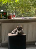 Kitten, Kater, Gechipt, 0 tot 2 jaar