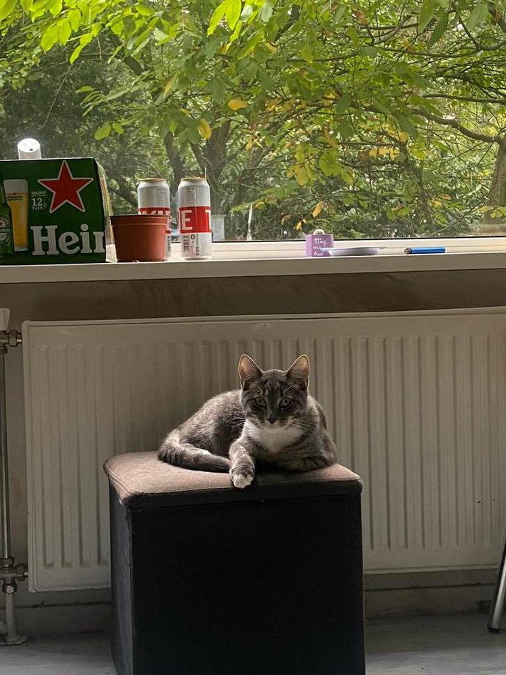 Kitten, Dieren en Toebehoren, Katten en Kittens | Raskatten | Korthaar, Kater, 0 tot 2 jaar, Gechipt