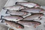 zalmforel uit Denemarken, Diversen, Levensmiddelen, Ophalen