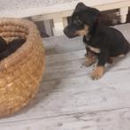 Jack russell pups, Dieren en Toebehoren, Jack Russell Terriër, 8 tot 15 weken, CDV (hondenziekte), Meerdere