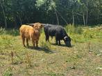 Runderen, Dieren en Toebehoren, Runderen, Vrouwelijk, 0 tot 2 jaar