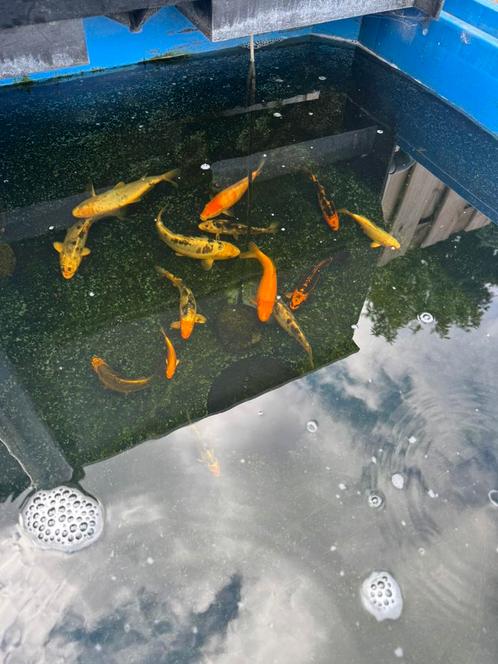 14 Japanse baby koi karpers 1 jaar oud / eigen kweek, Dieren en Toebehoren, Vissen | Vijvervissen, Karper of Koi