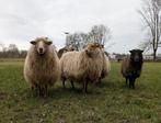 Drentsche heideschapen (ooien), Dieren en Toebehoren, Schapen, Geiten en Varkens, Vrouwelijk, Schaap