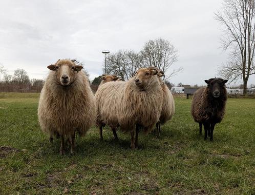 Drentsche heideschapen (ooien), Dieren en Toebehoren, Schapen, Geiten en Varkens, Schaap, Vrouwelijk