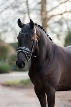 Bloedmooie D pony te koop!, Merrie, Dressuurpony, 3 tot 6 jaar, Onbeleerd