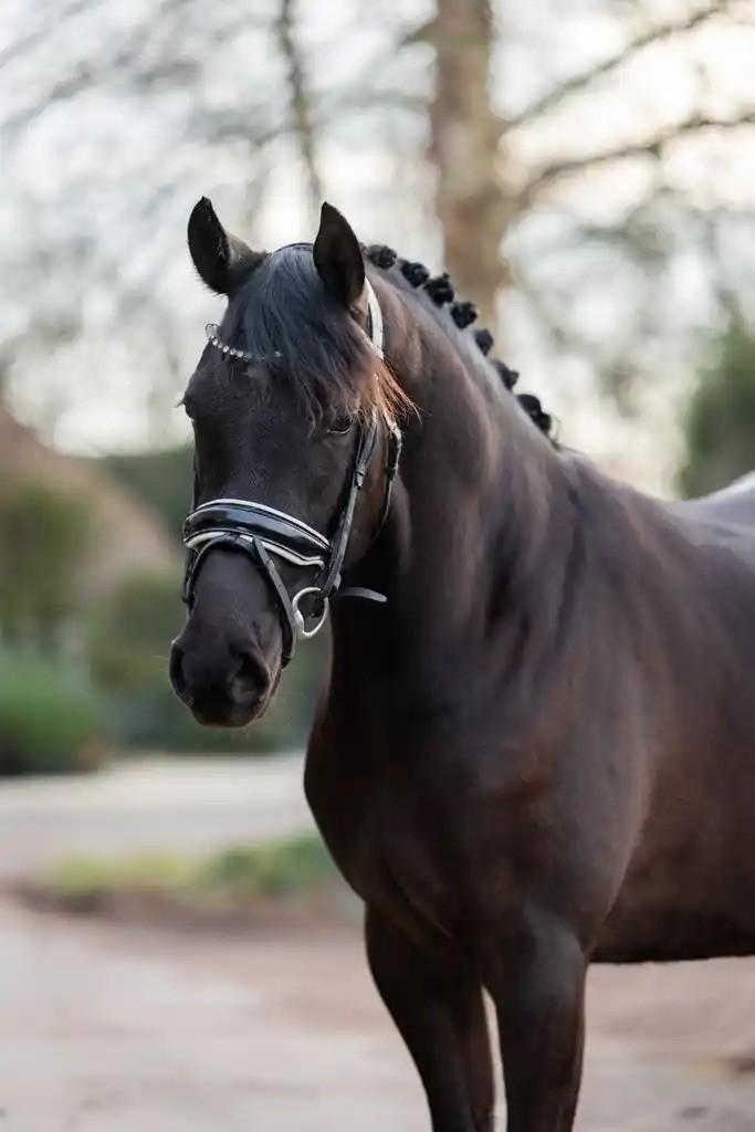 Bloedmooie D pony te koop!, Dieren en Toebehoren, Pony's, Merrie, Onbeleerd, D pony (1.37m tot 1.48m), Dressuurpony, 3 tot 6 jaar