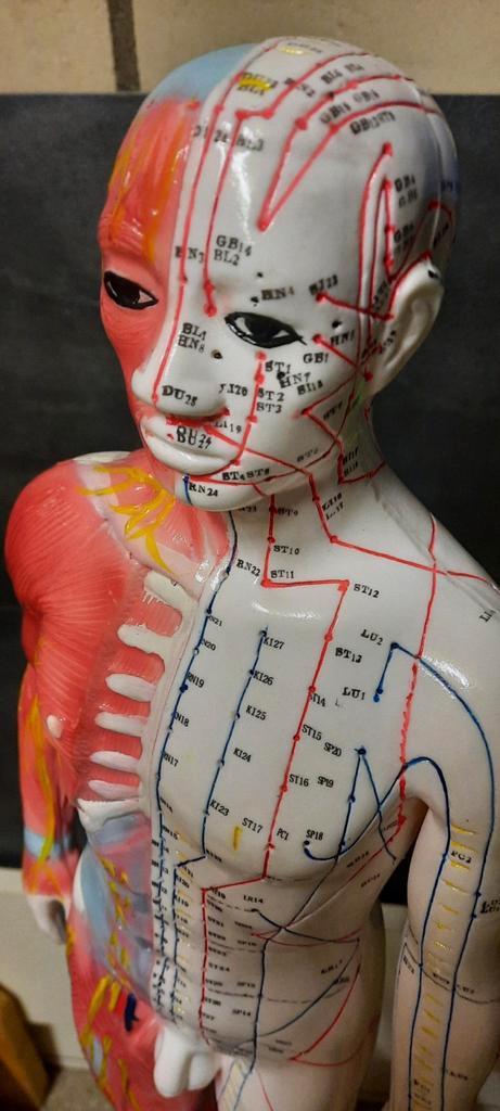 Acupunctuur Model 63cm - Meridiaanpunten, Verzamelen, Overige Verzamelen, Zo goed als nieuw, Ophalen of Verzenden