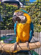 Blauw gele ara pop, Dieren en Toebehoren, Vogels | Parkieten en Papegaaien, Vrouwelijk, Papegaai