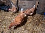 4 bruine leghennen, Vrouwelijk, Kip