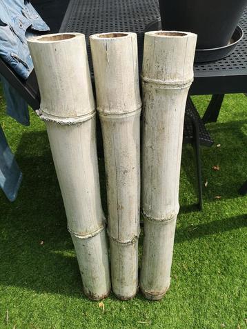 3 dikke bamboo delen van 1 meter  beschikbaar voor biedingen