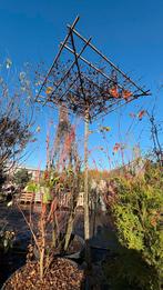 Carpinus betulus dakboom | parasolboom, Tuin en Terras, Planten | Bomen, Ophalen of Verzenden, Volle zon, Overige soorten