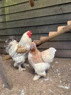 Brahma zalm broedeieren, Dieren en Toebehoren, Geslacht onbekend, Kip