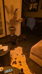 Lieve enthousiaste reu, Dieren en Toebehoren, Reu, 1 tot 2 jaar, Eén hond, Nederland