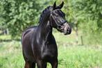 TOP brave allround C sportpony Z dressuur, Merrie, Z, Gechipt, Dressuurpony
