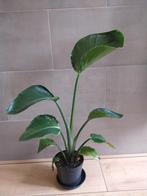 Paradijsvogelplant (Strelitzia Nicolai), Huis en Inrichting, Kamerplanten, Overige soorten, Ophalen of Verzenden, Minder dan 100 cm